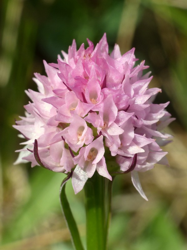 er Terminillo: la Nigritella widderi e altre orchidee sulla montagna di Roma.